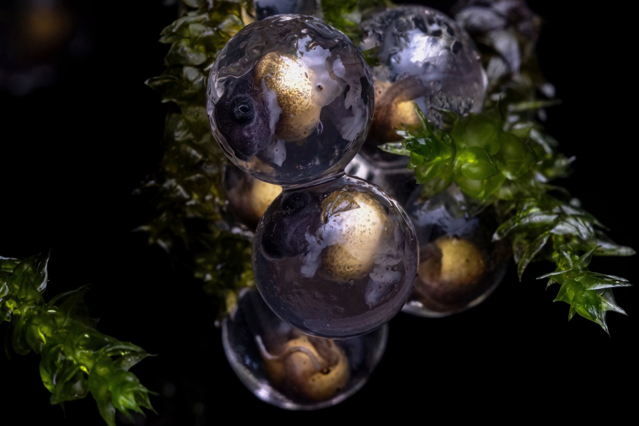 Life Emerging In a Tiny 2mm Shell. Free Macro photos