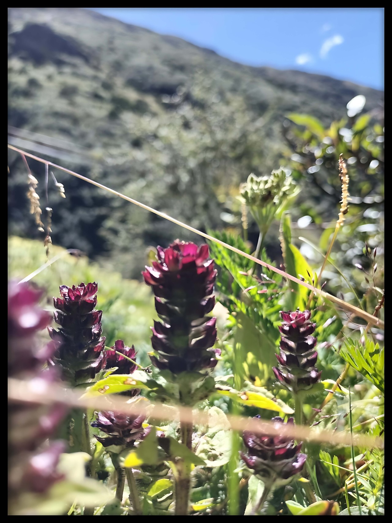 Wild flowers. Free Flora photos