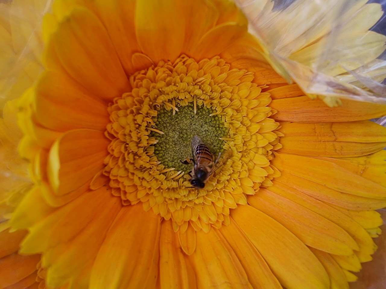 A bee in the chest of sunflower.. Free Macro photos