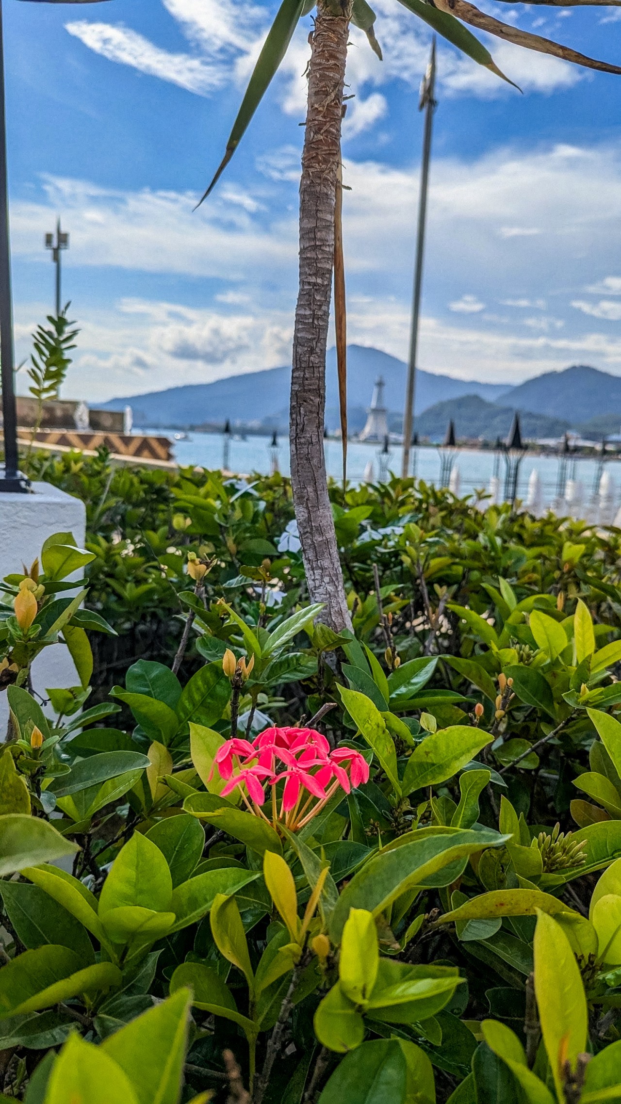 Langkawi. Free Flora photos