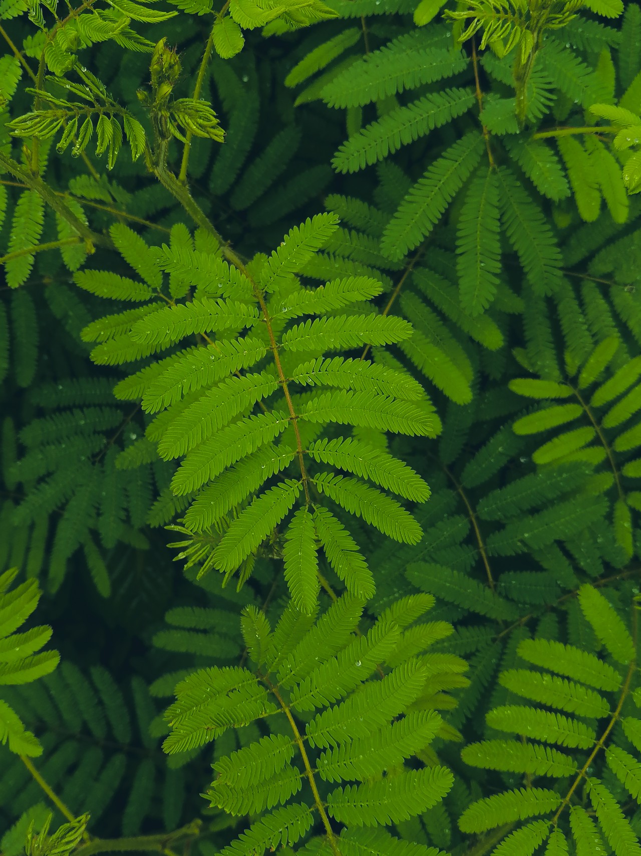 Fern leaves. Free Flora photos