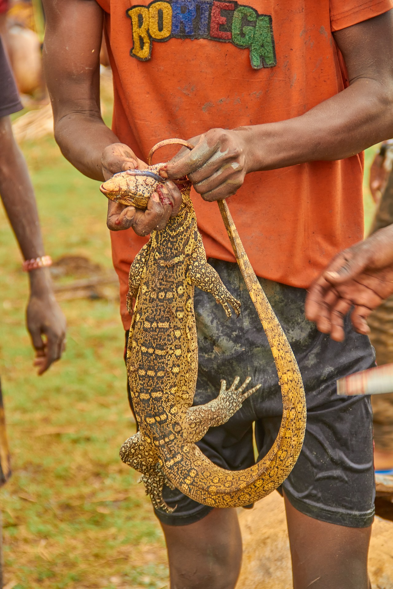 Nzai Lake Chad. Free Wildlife photos