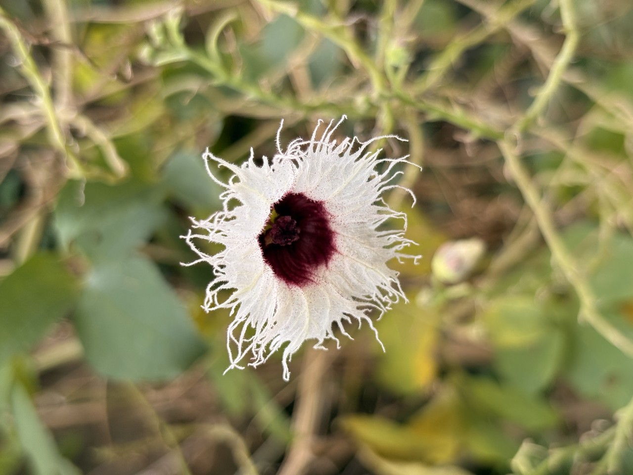 Wildflower. Free Flora photos