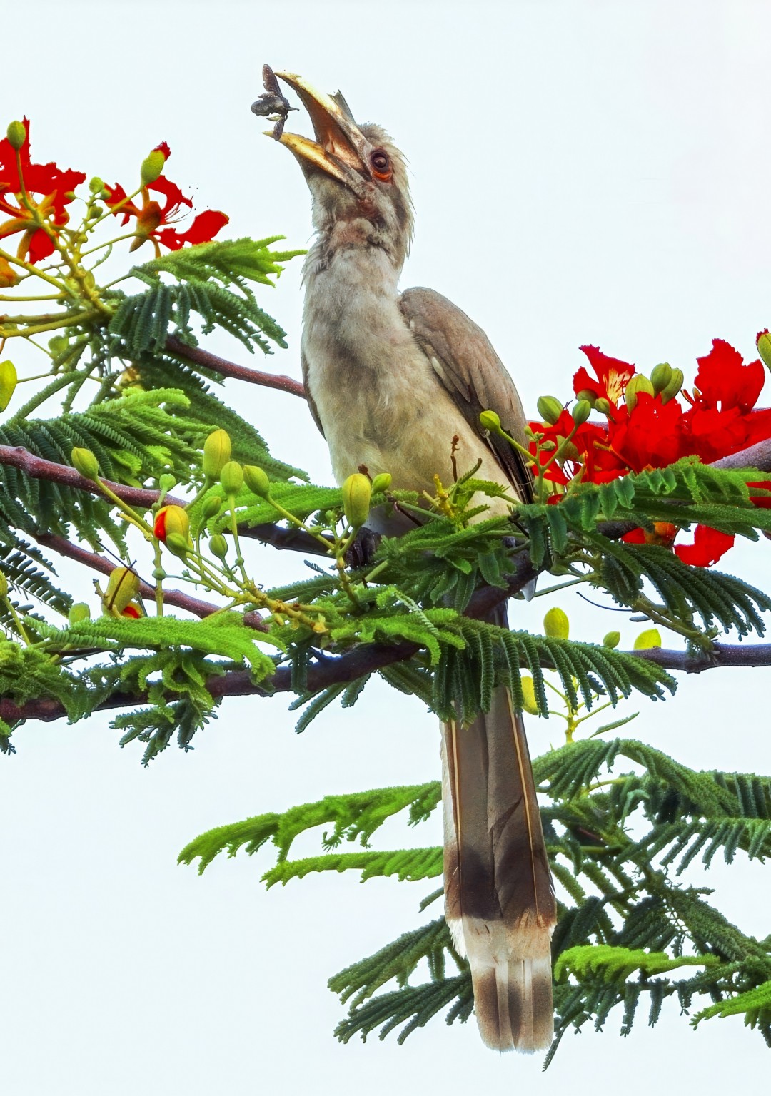 Perfect catch. Free Wildlife photos