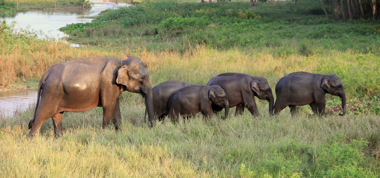 Elliphant family ,Kazirang India. Free Wildlife photos