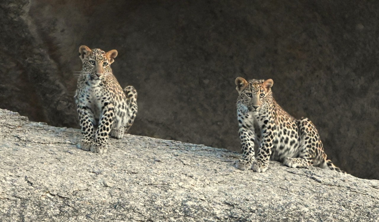 Teenage panthers. Free Wildlife photos