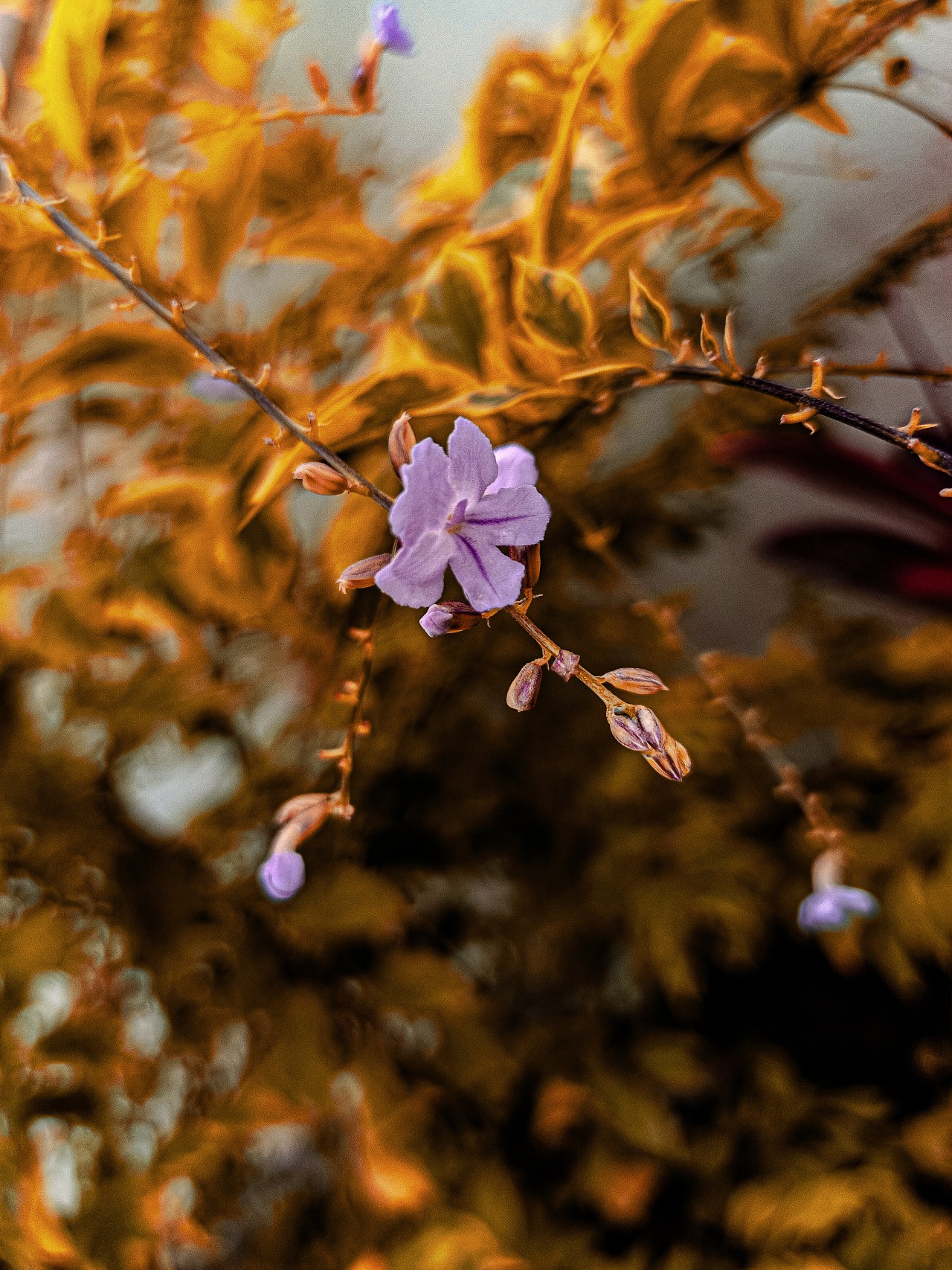 Flower. Free Flora photos