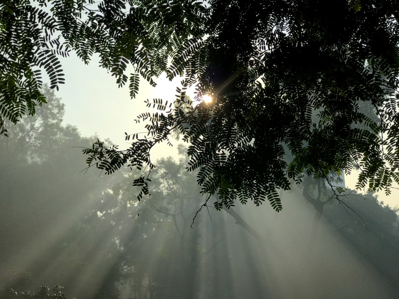 Winter morning. Free Forests photos