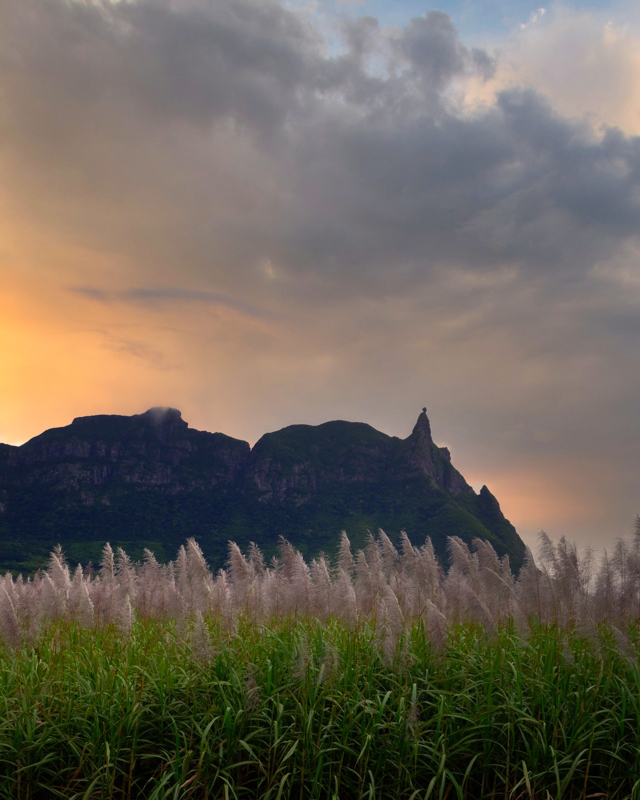 A glimpse of Pieter Both during the sugarcane flowering season. Free Landscapes photos