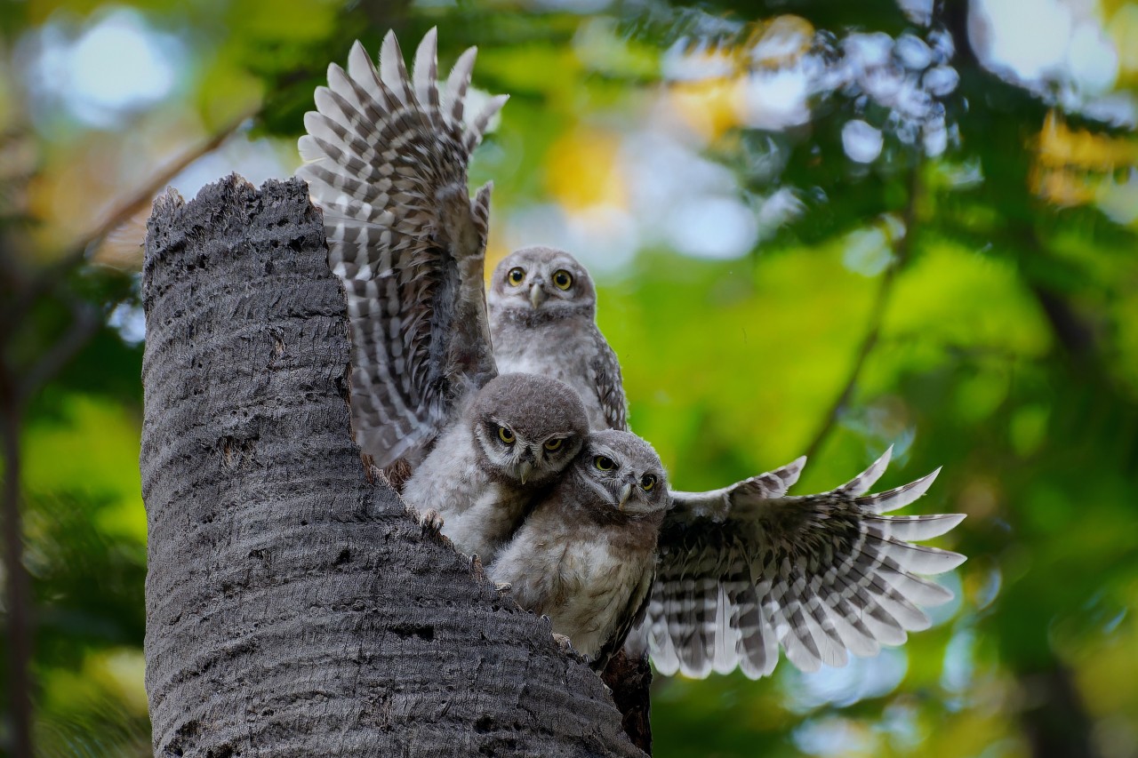 Spotted owl. Free Wildlife photos