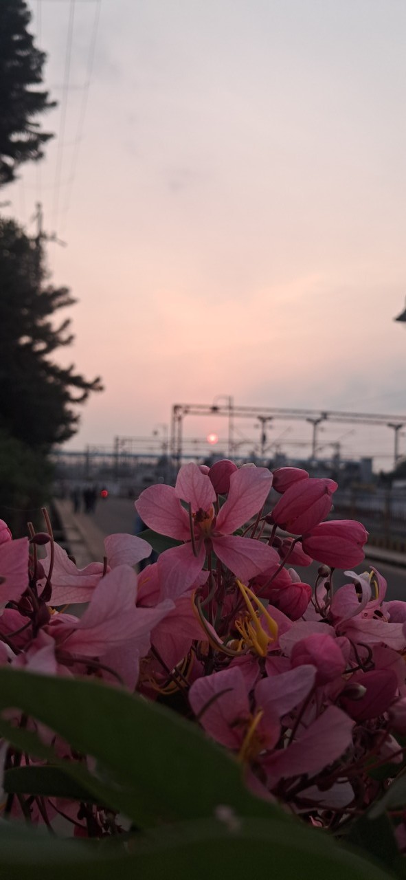 Floral evening. Free Flora photos