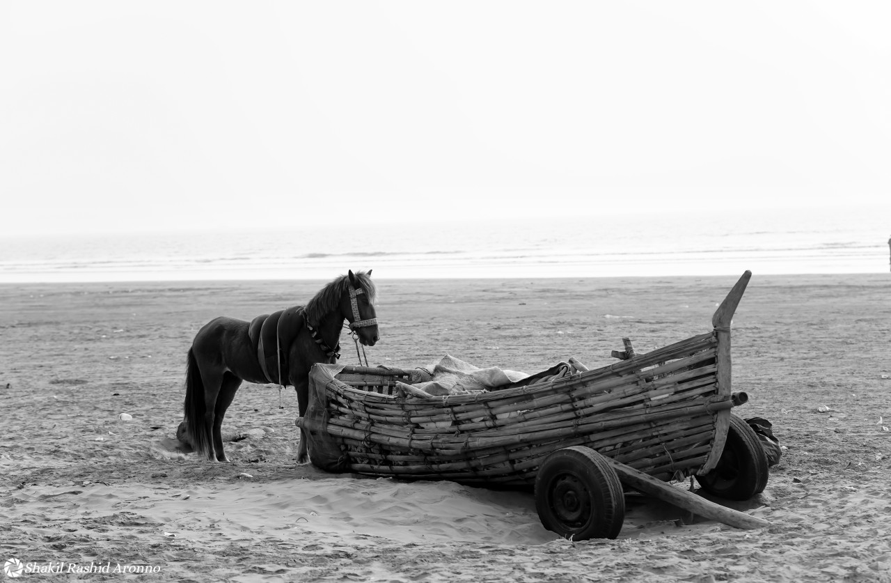 In the silence of the sea, a horse tells a story of life. Free Seascapes photos
