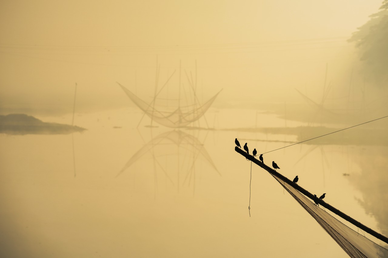 These are birds in winter morning. Free Landscapes photos