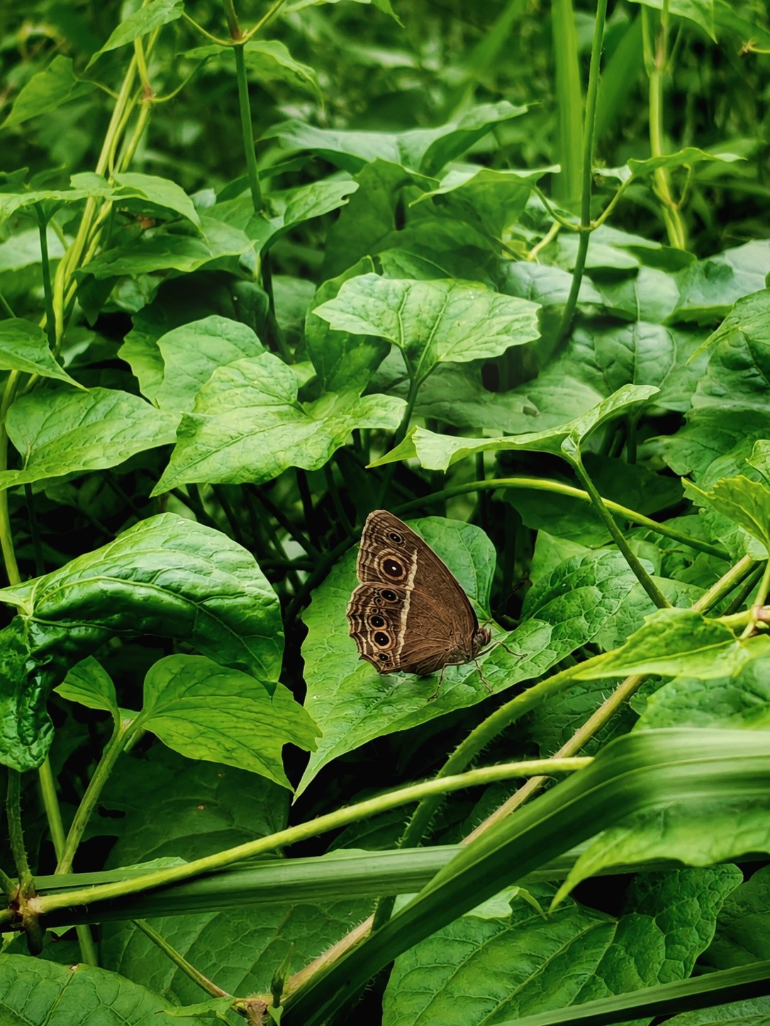 Butterfly on leaves. Free Macro photos