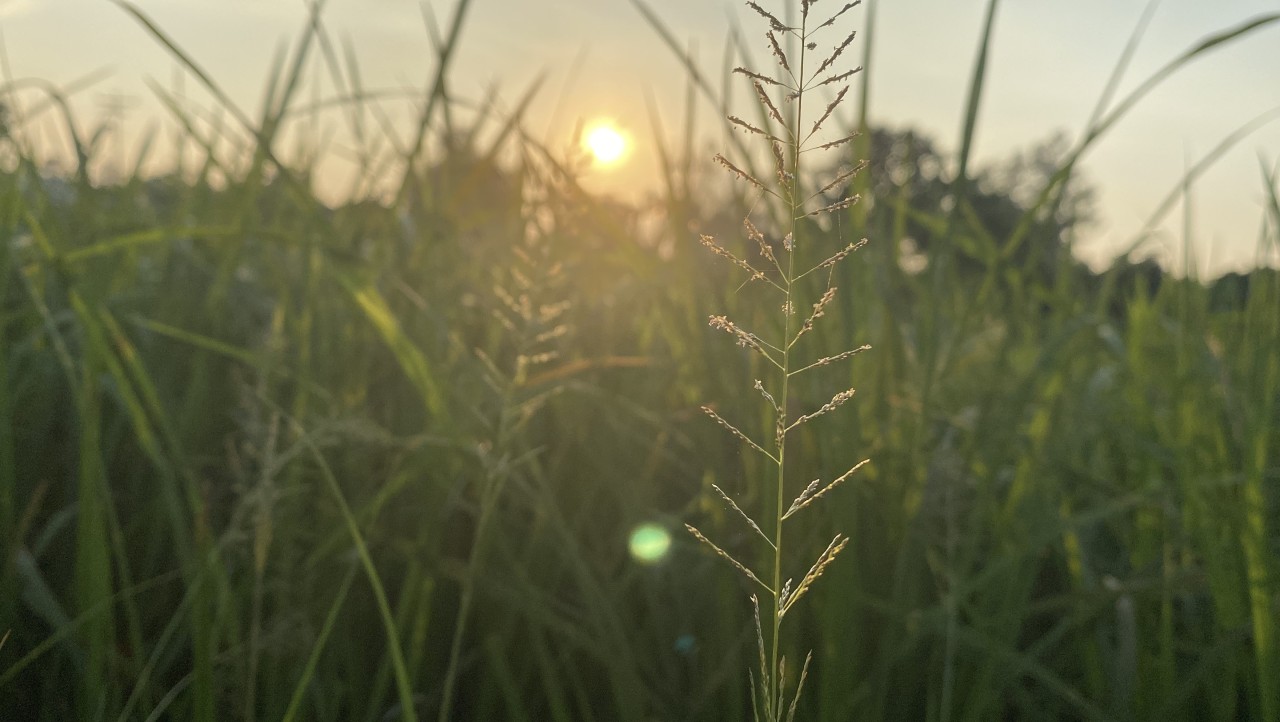 Village life. Free Landscapes photos