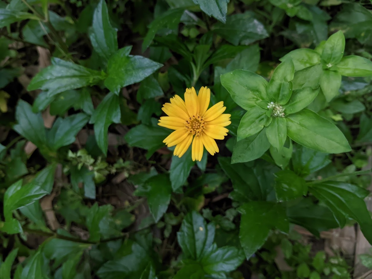 Wedelia. Free Flora photos