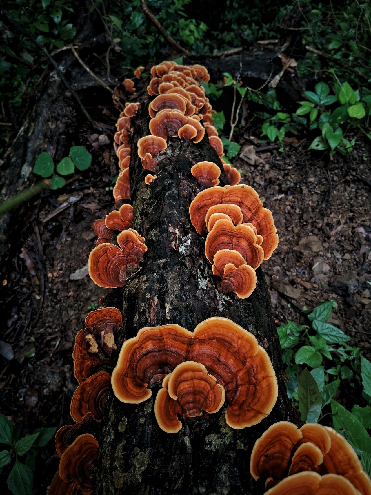 Mushrooms on branch. Free Flora photos