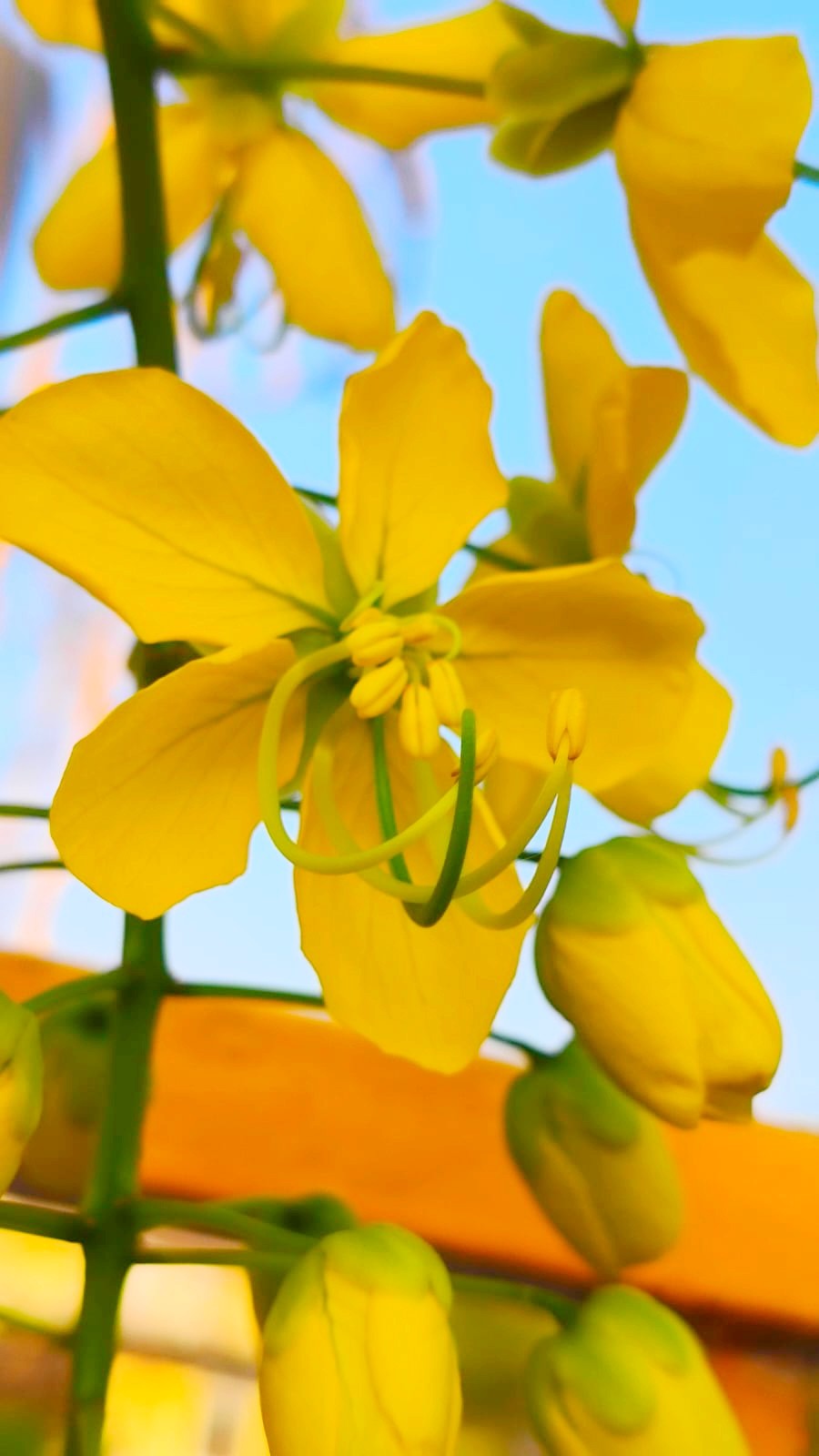 Yellow flame. Free Flora photos