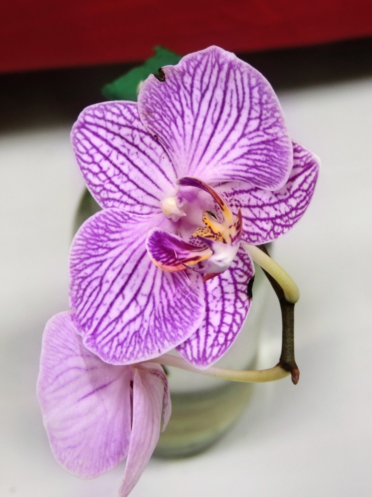 Pink passion. Free Flora photos