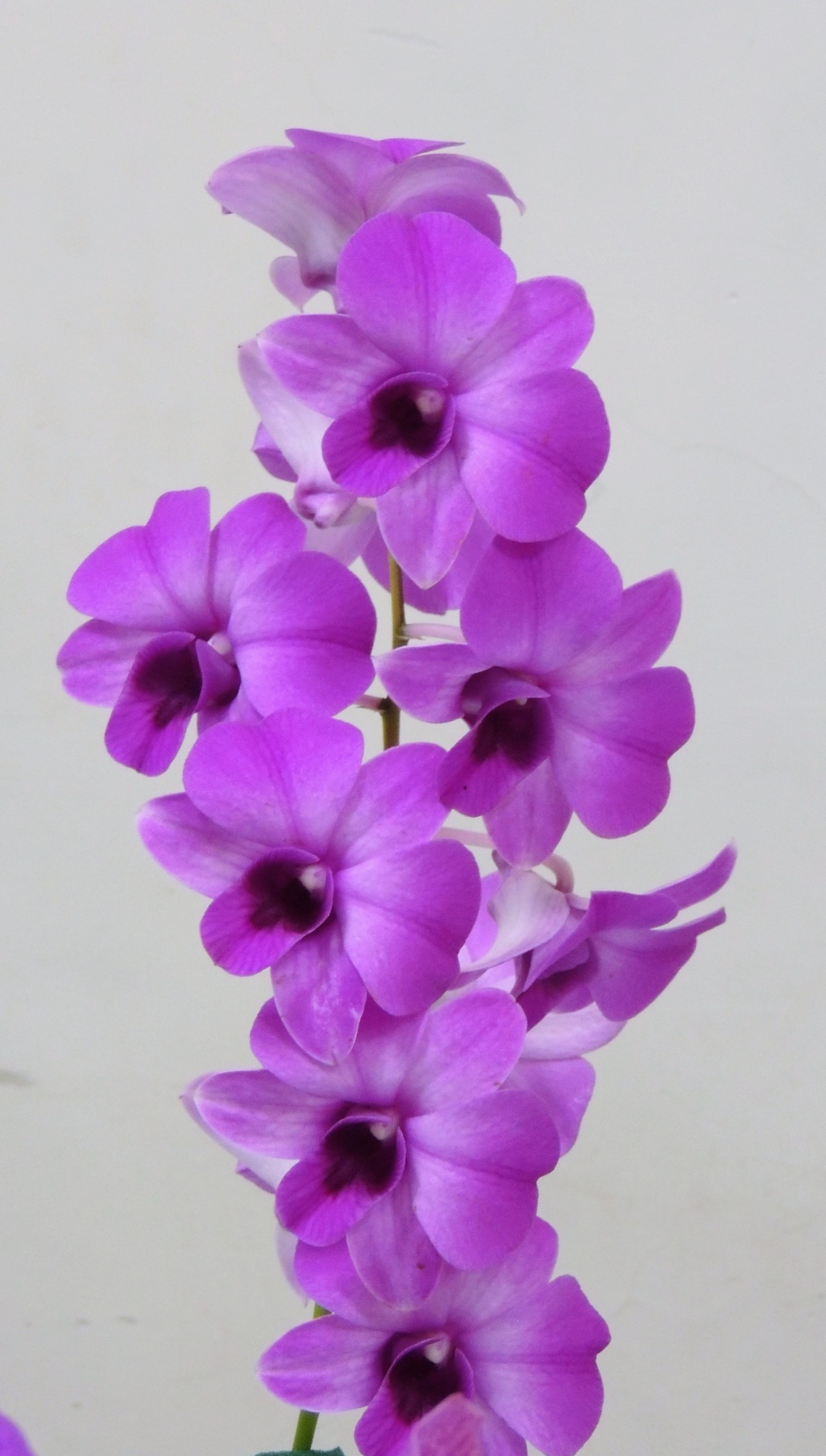 Refreshing. Free Flora photos