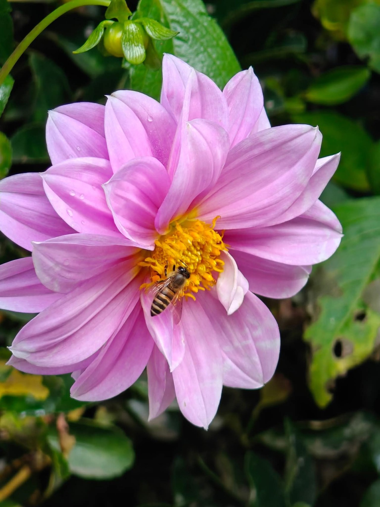 Friends of nature. Free Flora photos