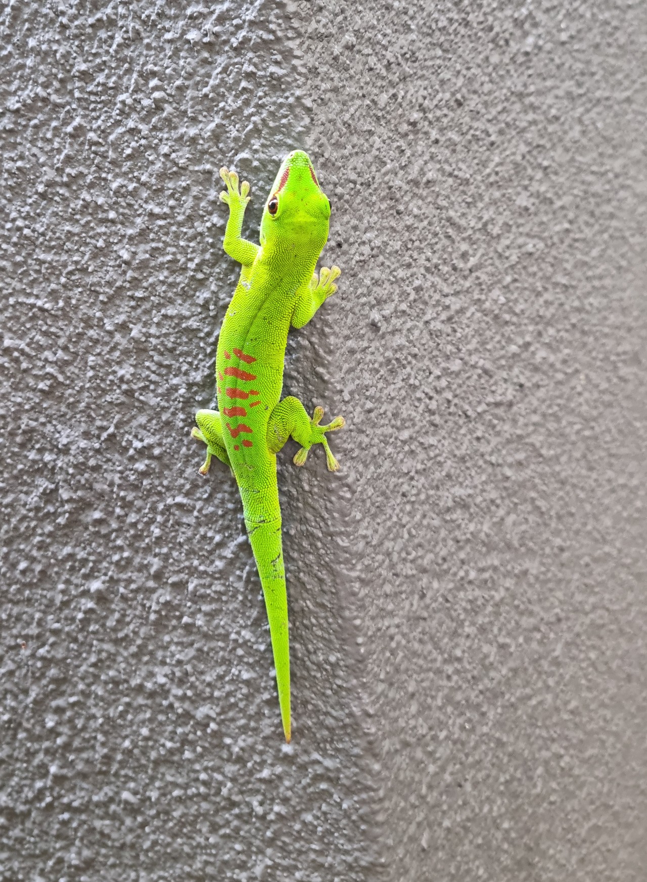 Phelsuma grandis in Mauritius. Free Wildlife photos