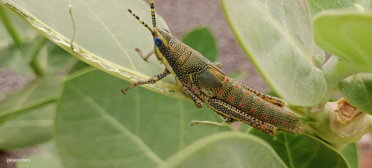 Green minister hopper. Free Wildlife photos