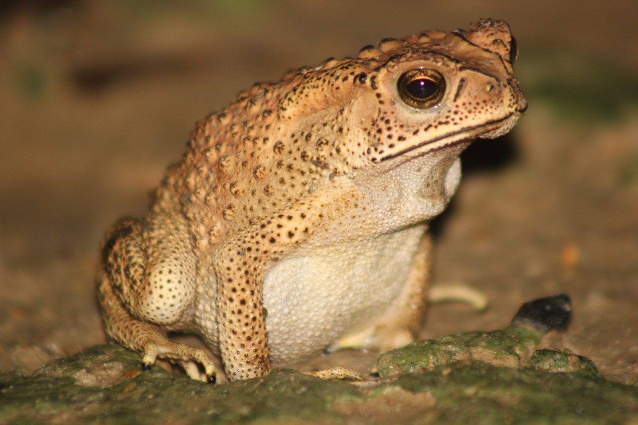 The Lonely Toad. Free Wildlife photos