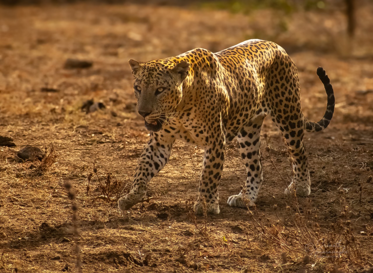 Erilankan leopard. Free Wildlife photos