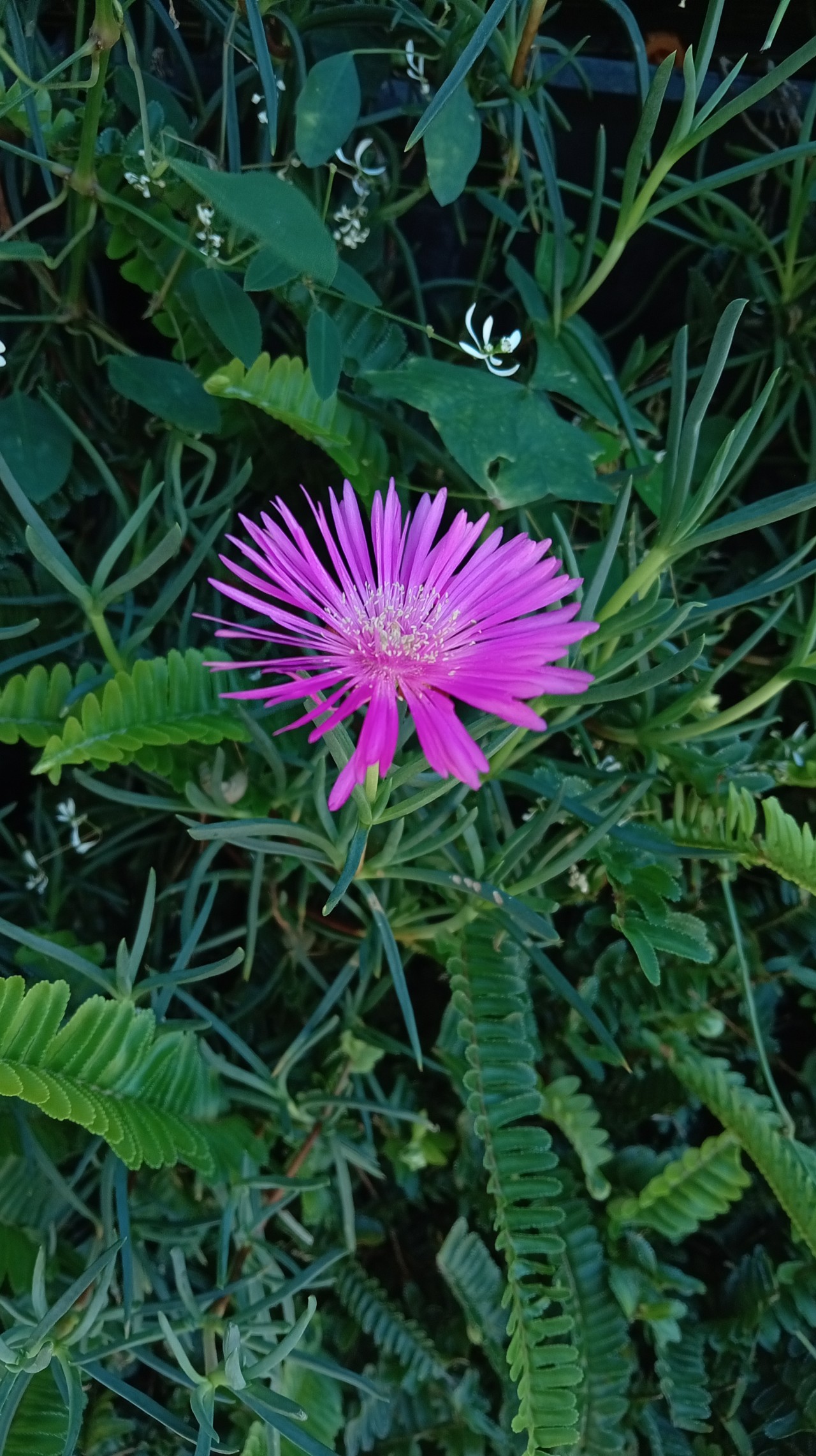 Smiling Flower. Free Flora photos