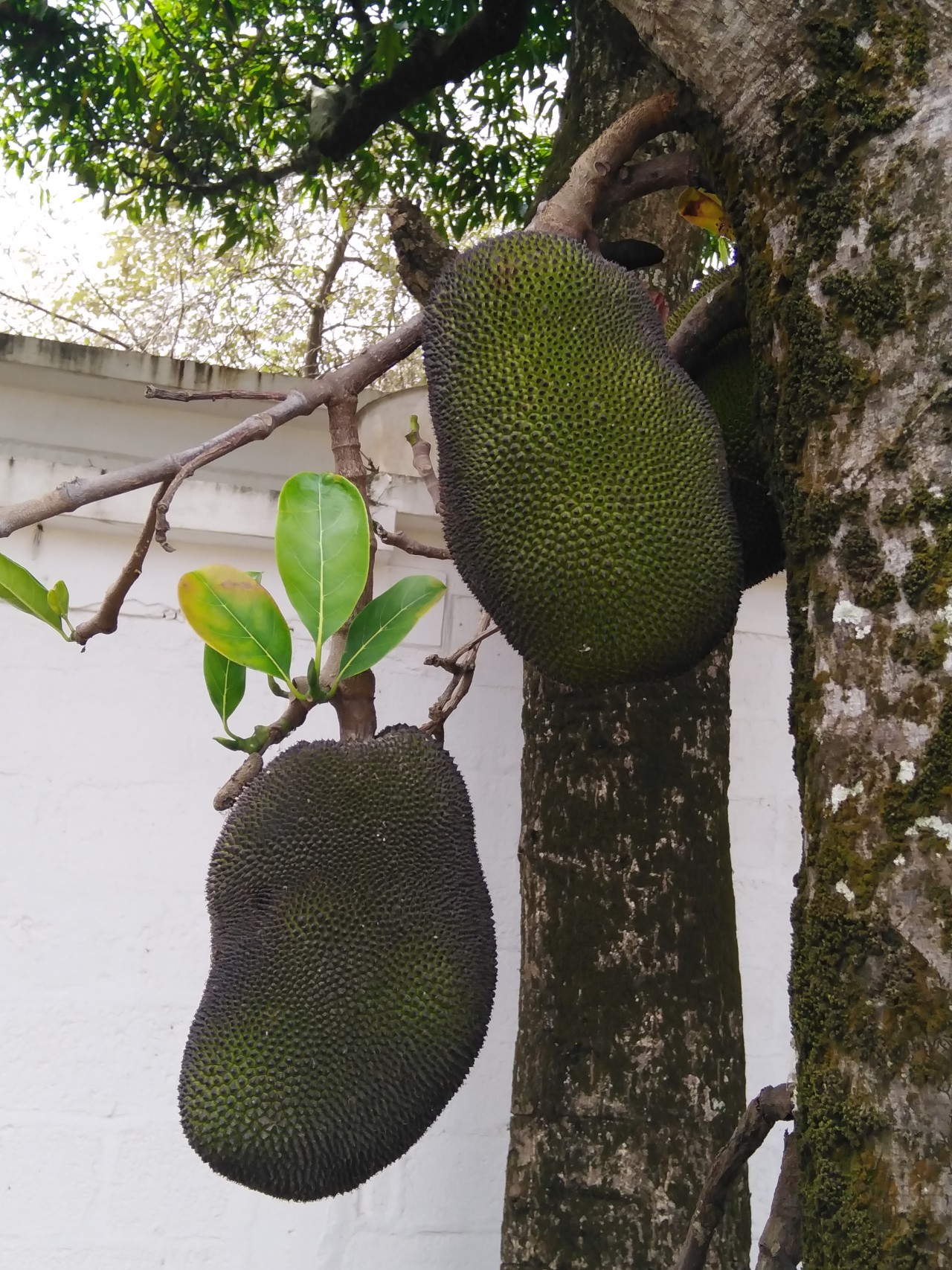 Jackfruit. Free Flora photos