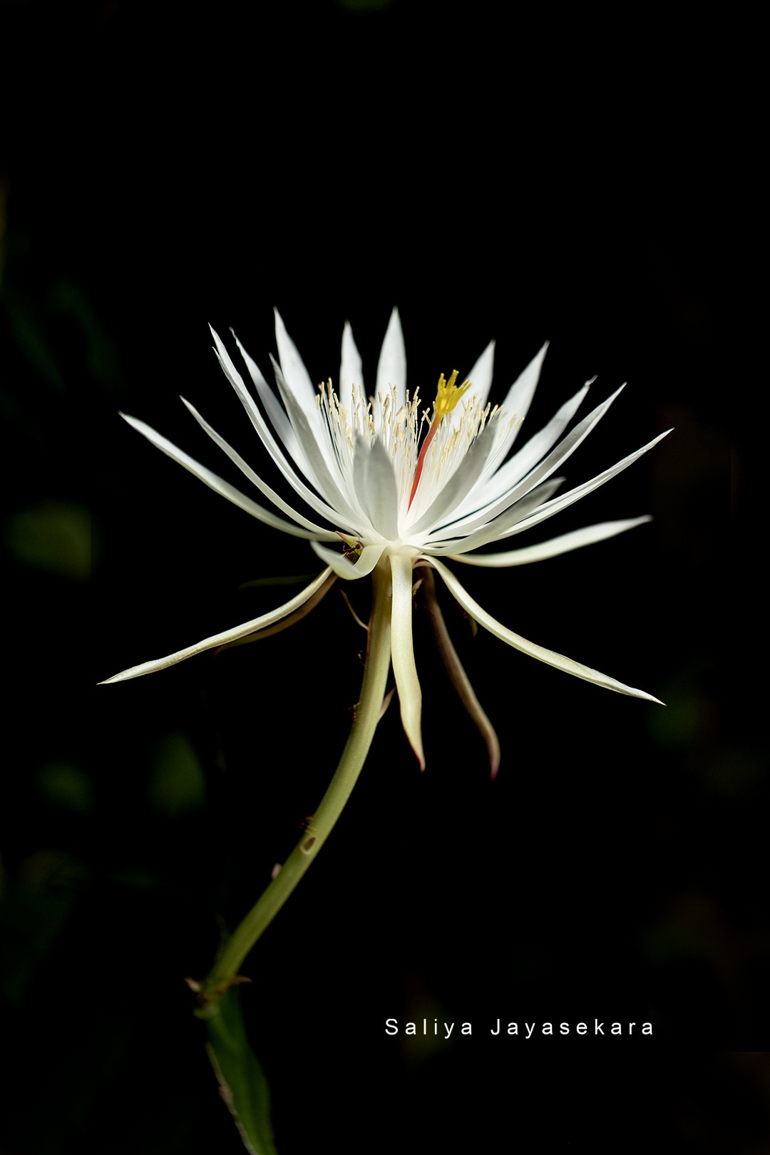 Queen of the Night ,  Sri Lanka. Free Flora photos