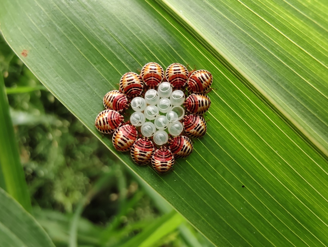 New born tiny bugs. Free Macro photos