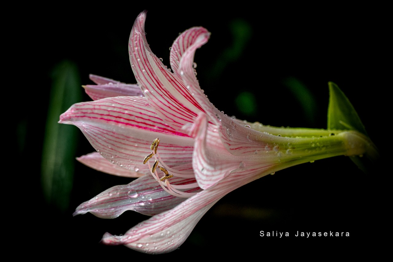 Amaryllis (Hippeastrum) , Sri Lanka. Free Flora photos