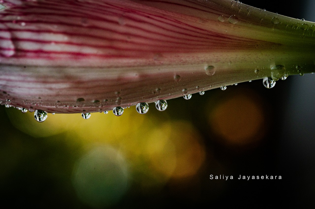 Amaryllis, Sri Lanka. Free Macro photos