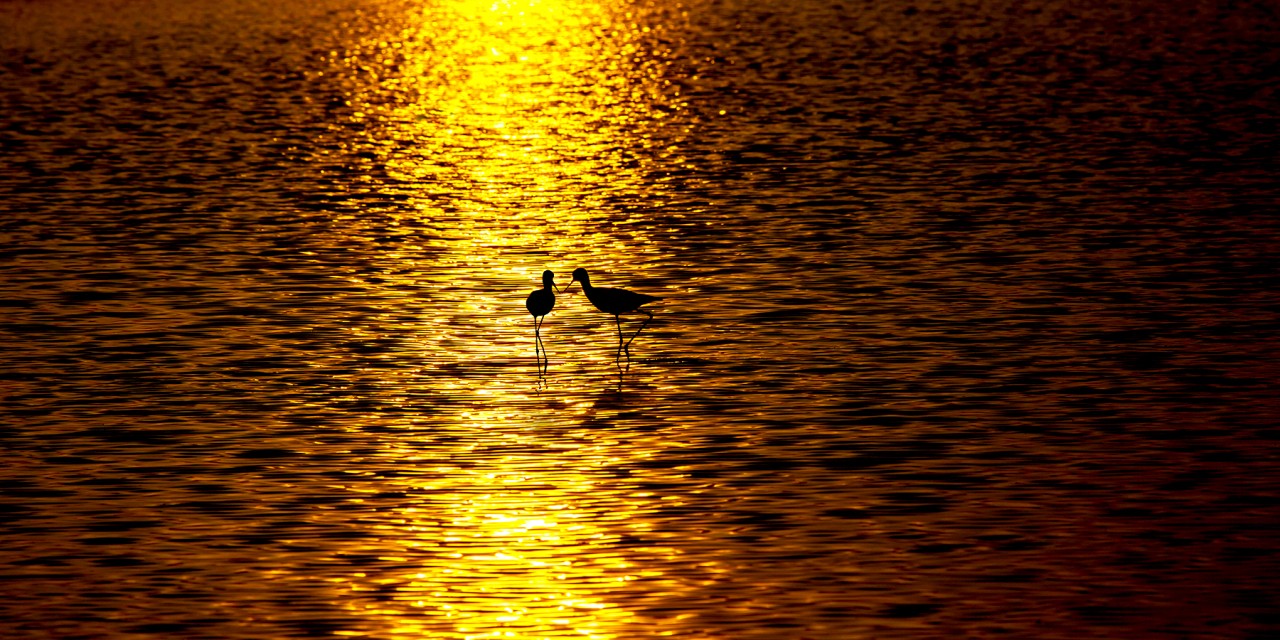 Mannar, Sri Lanka. Free Wildlife photos
