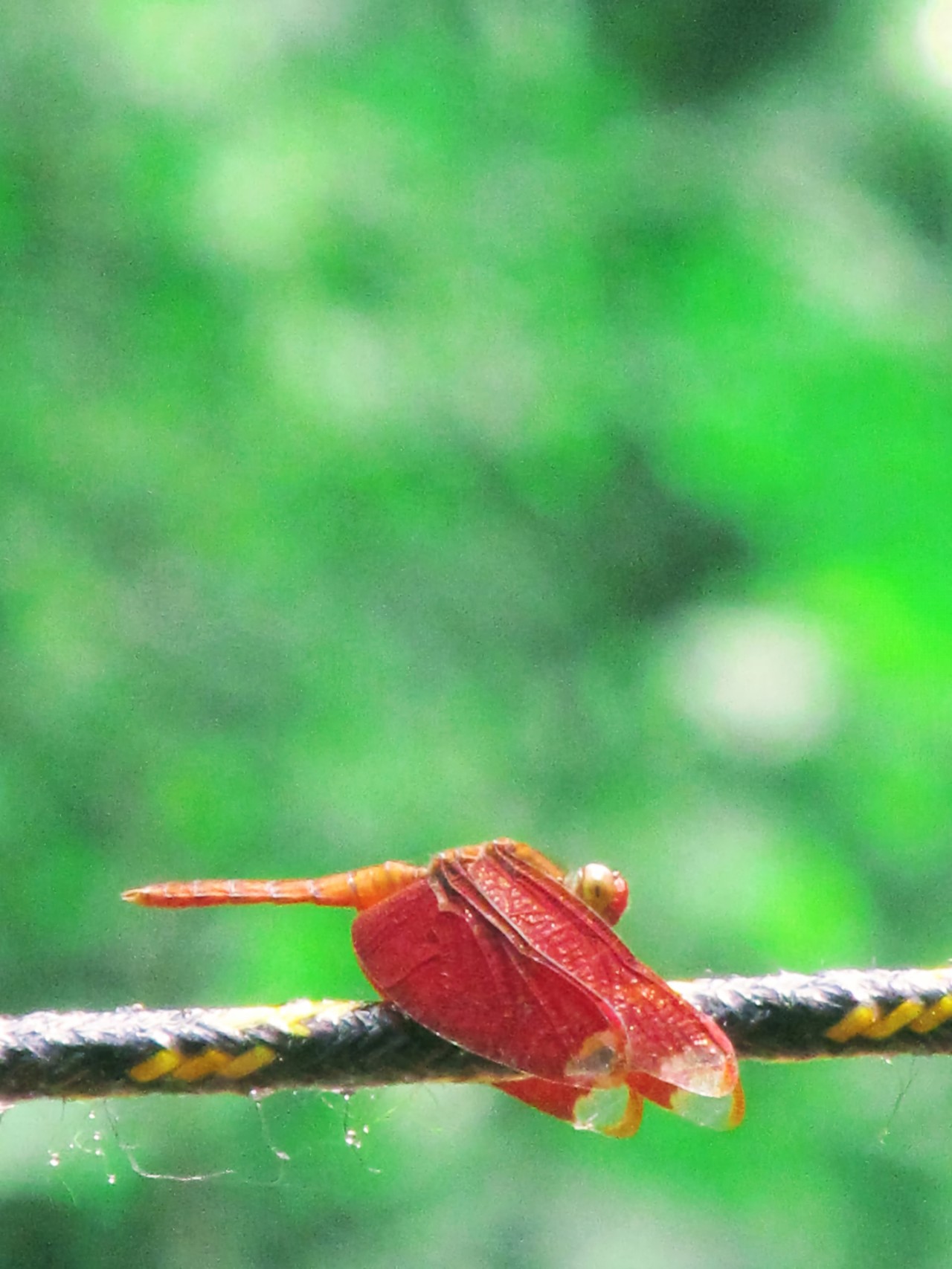 Grasshopper sitting on a rope. Free Wildlife photos