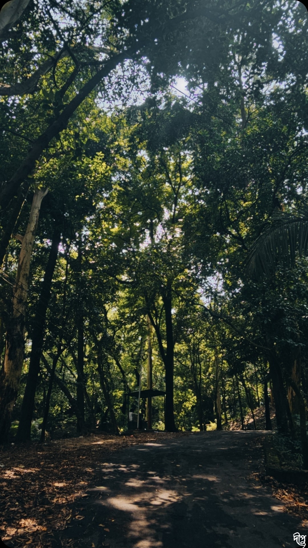 Nature Trail, batali hill. Free Forests photos