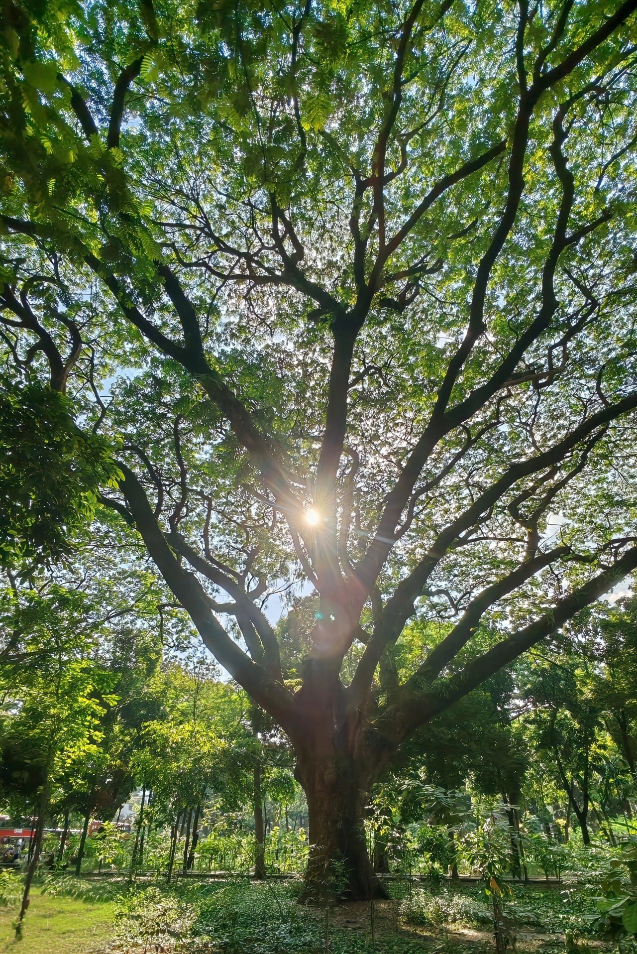 Trees, batali hill. Free Landscapes photos