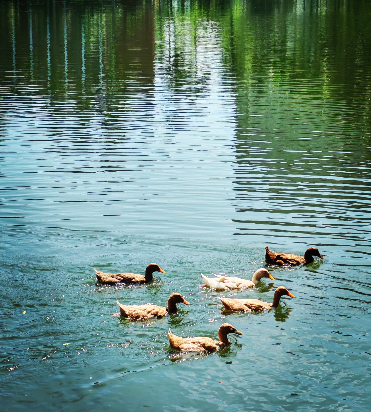 Fairy Tale. Free Wildlife photos
