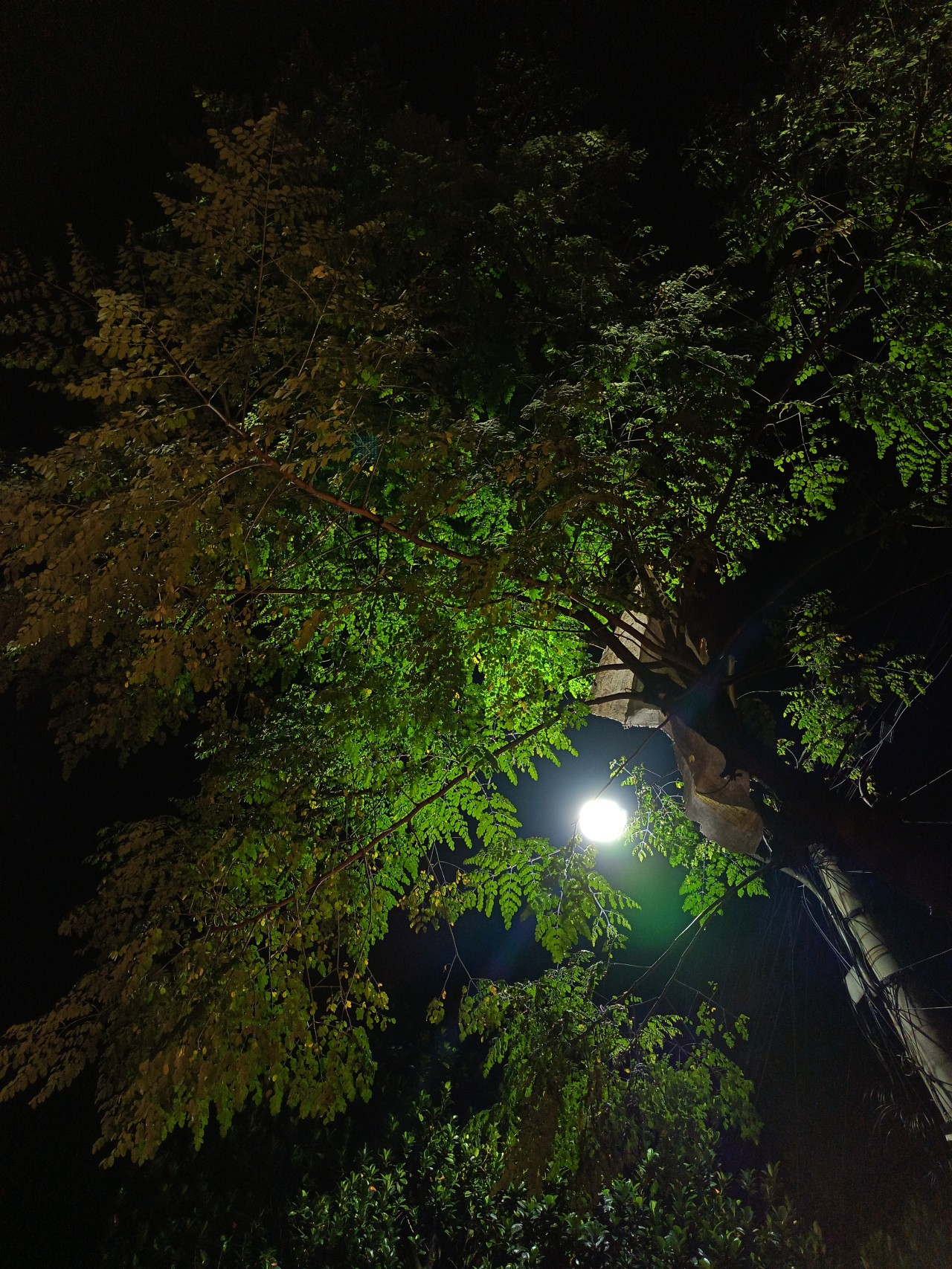 Midnight Flora. Free Landscapes photos