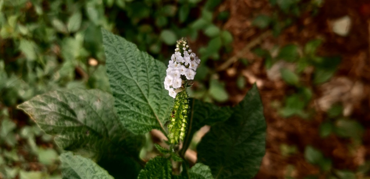 Dhaka Bangladesh. Free Macro photos