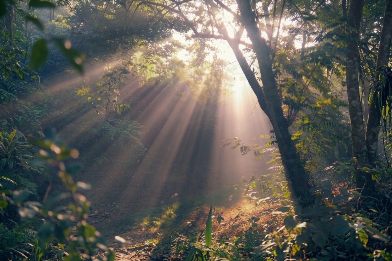 The Inner Dawn. Free Forests photos