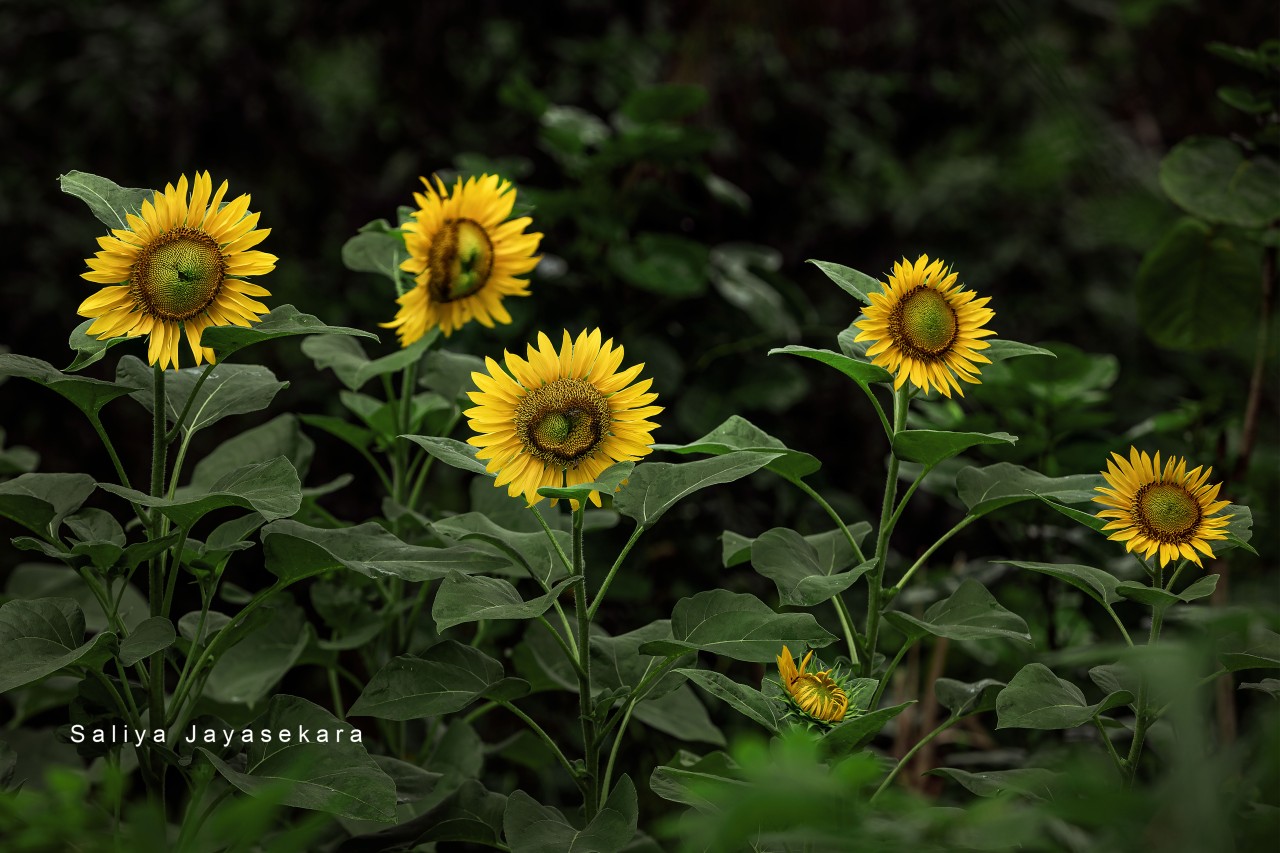 Sun Flowers, Sri Lanka. Free Flora photos