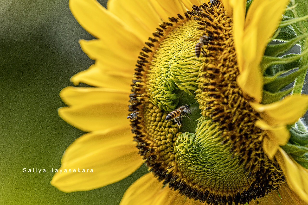 Sunflower with a bee, Sri Lanka. Free Macro photos