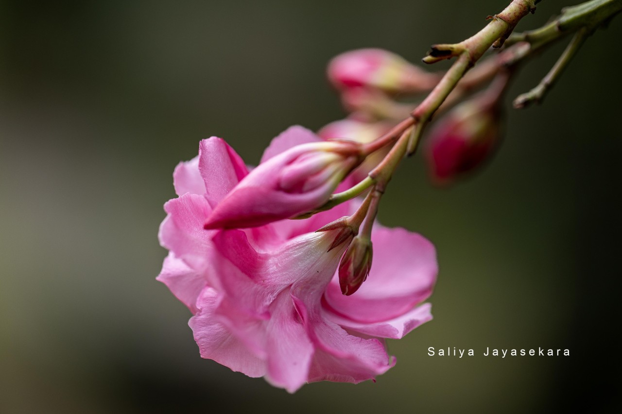 Oleandra, Sri Lanka. Free Macro photos