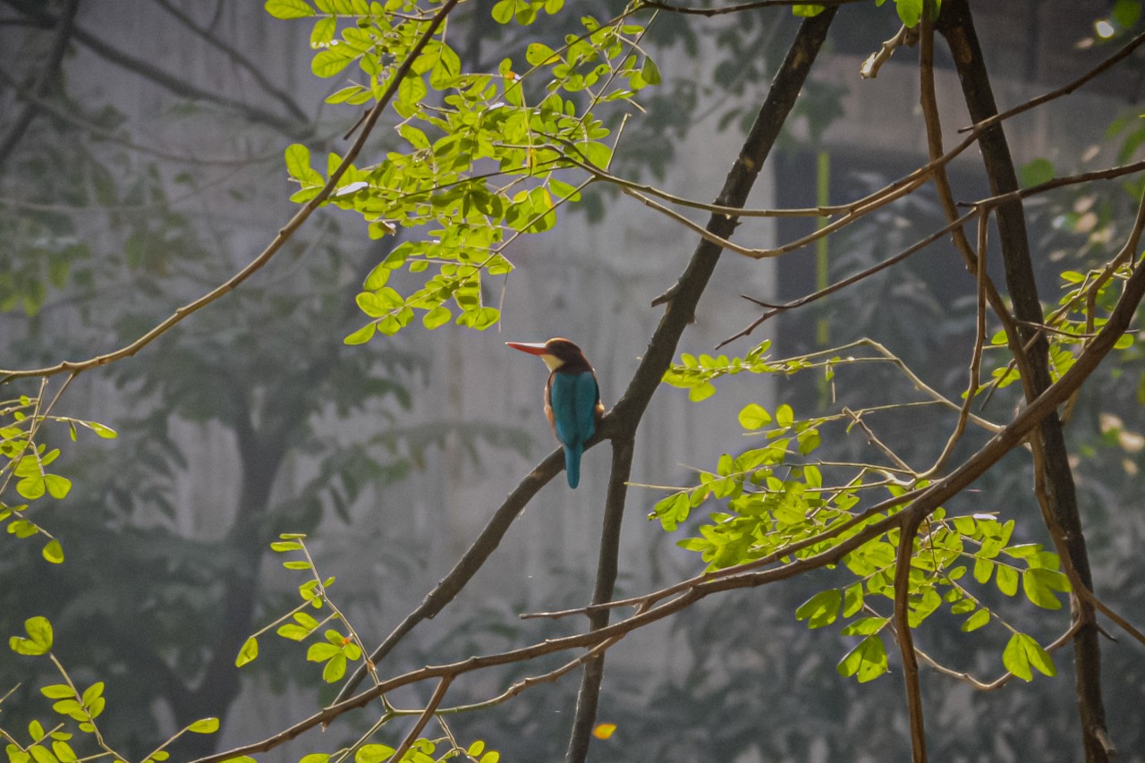 Kingfisher, Dhaka. Free Wildlife photos