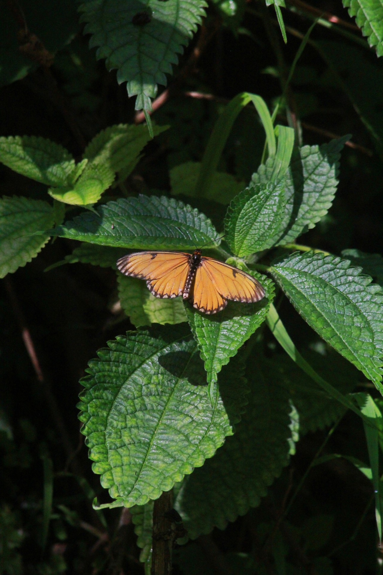 The Butterfly. Free Wildlife photos