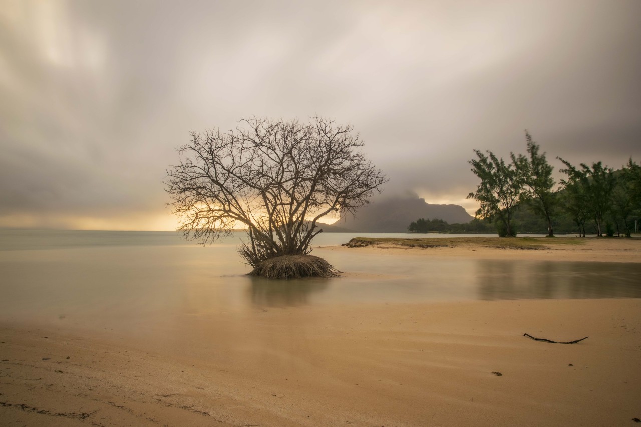 The Beloved tree. Free Landscapes photos