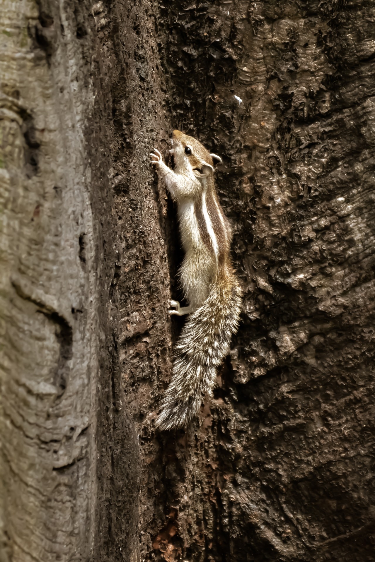 Squirrel. Free Wildlife photos